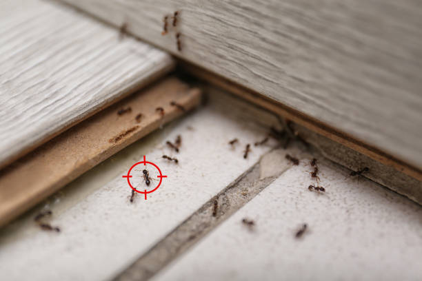 Best Mosquito Control Services  in Goulding, FL