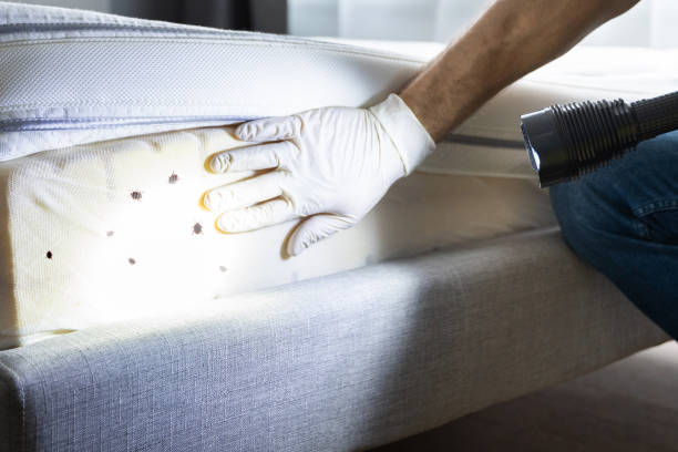 Best Emergency Pest Control  in Goulding, FL
